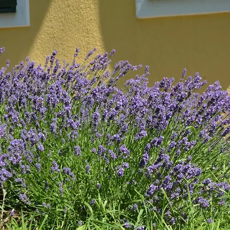 Wastlhof Am Kreischberg Appartamento