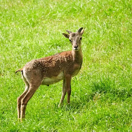 Wastlhof Am Kreischberg Lutzmannsdorf