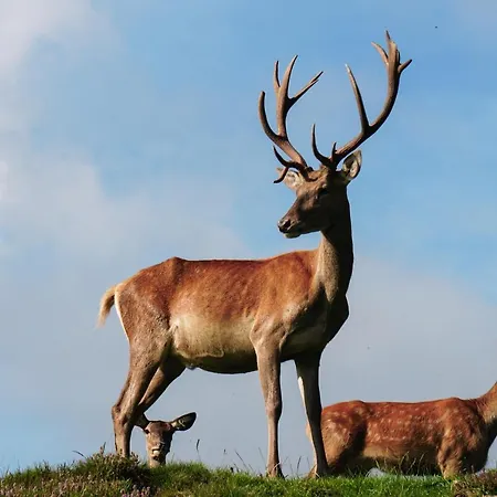 Lägenhet Wastlhof Am Kreischberg Lutzmannsdorf