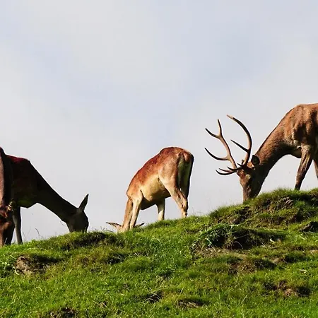 Wastlhof Am Kreischberg *