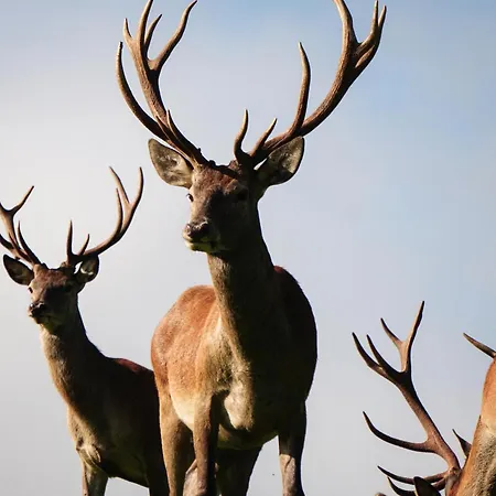 Wastlhof Am Kreischberg Apartamento *