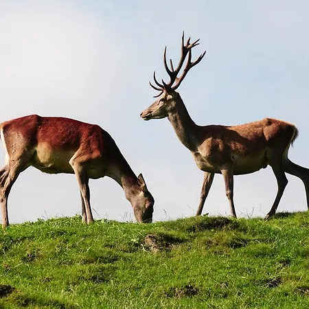 Wastlhof Am Kreischberg Appartamento *
