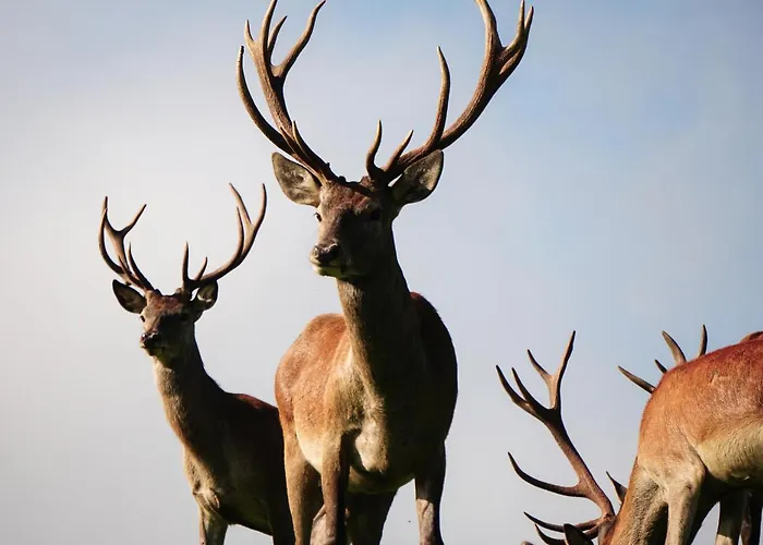 Wastlhof Am Kreischberg Appartement *